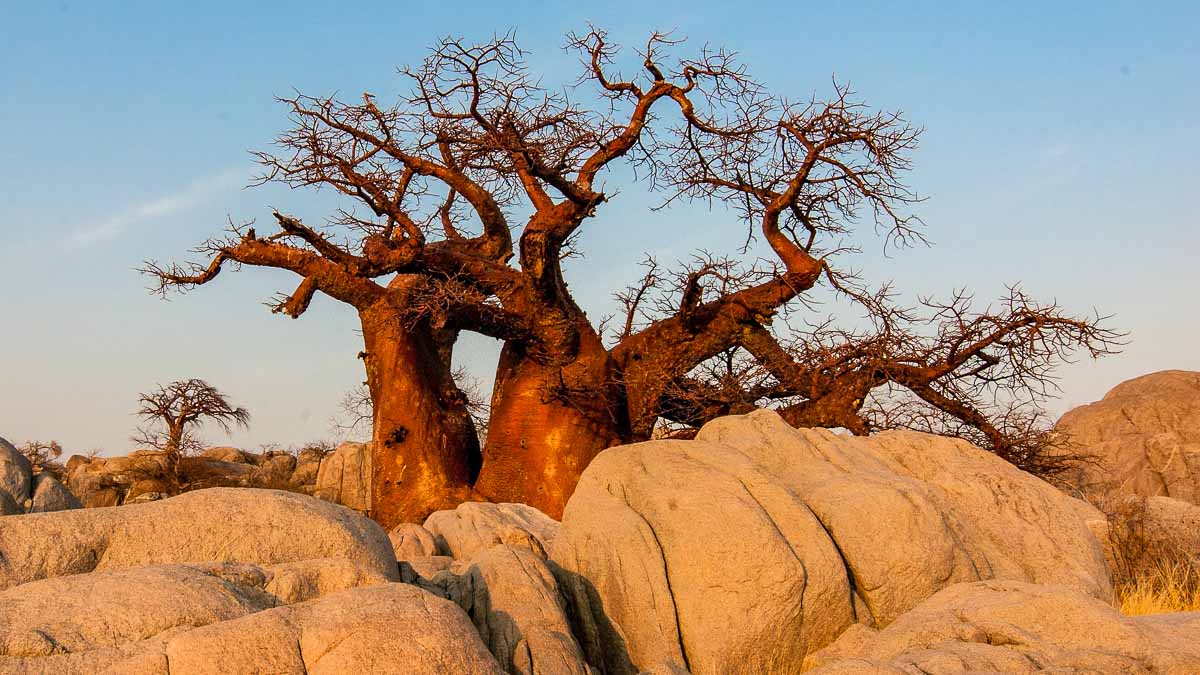 Affenbrotbaum in Botswana (Foto: Pixabay)