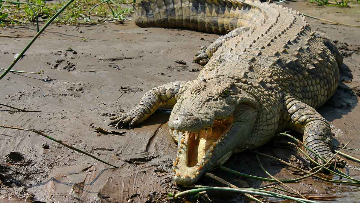 Äthiopien: Krokodil (Foto: Pixabay)
