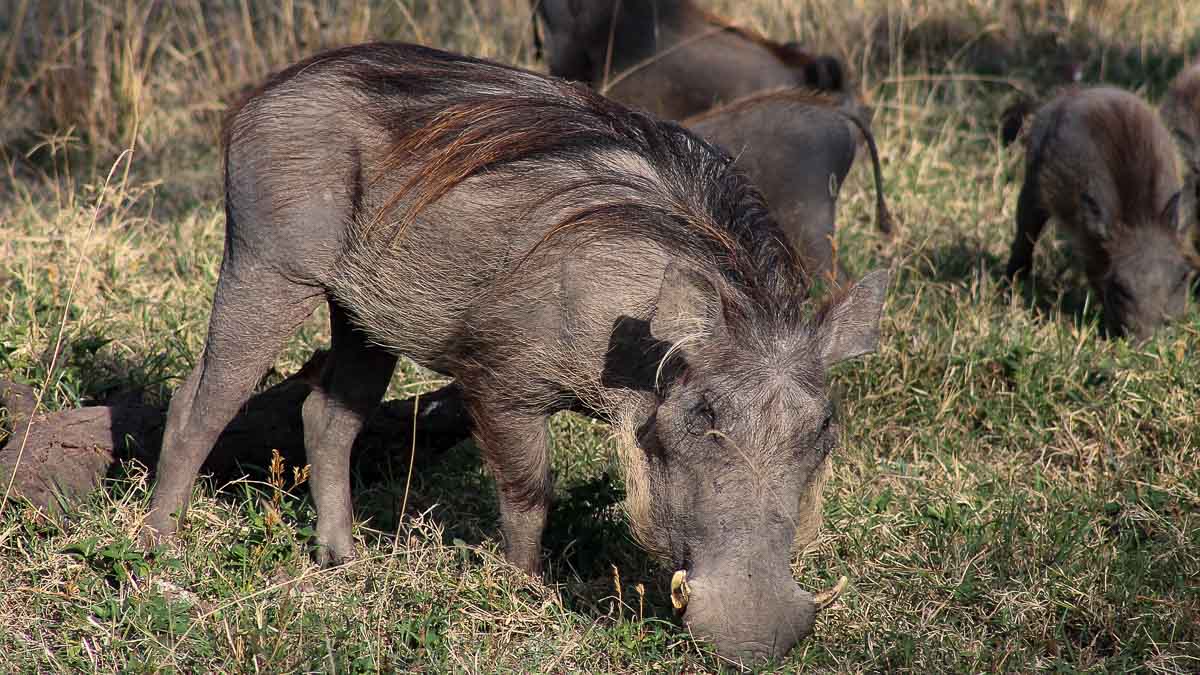Äthiopien: Warzenschwein (Foto: Pixabay)